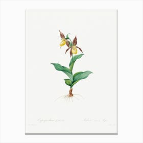 Cypripedium Calceolus, Pierre Joseph Redoute Canvas Print