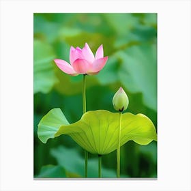 Lotus Flower 20 Canvas Print