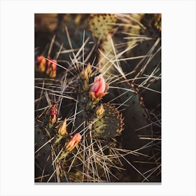 Pink Cactus Flower Canvas Print