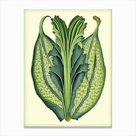 Plantain Herb Vintage Botanical Canvas Print