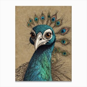 Peacock 18 Canvas Print