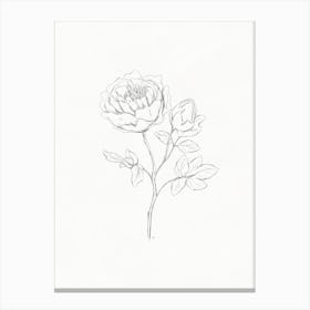 Peony Pencil Sketch Canvas Print