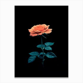 Single Rose On Black Background 43 Canvas Print