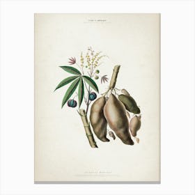 Vintage Denisse 8 Jatropha Manihot Canvas Print