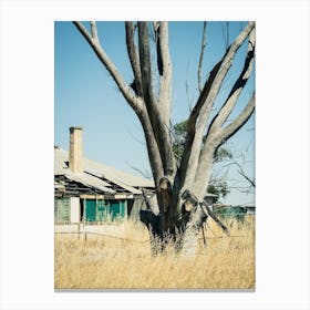 Ravaged Tree & Farmhouse Australia Canvas Print