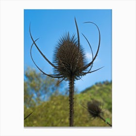 Thistle II 20210831 305ppub Canvas Print