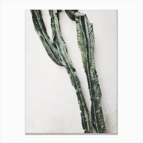 Cactus Canvas Print