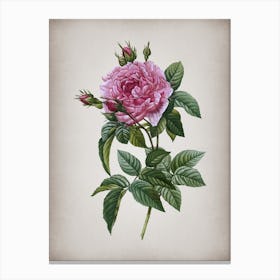 Vintage Pink French Rose Botanical on Parchment n.0125 Canvas Print