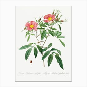 Rosa Hudsoniana Salicifolia (1817–1824), Pierre Joseph Redoute Canvas Print