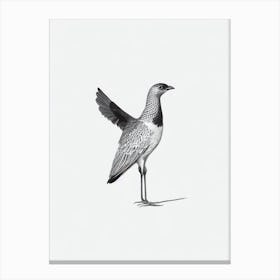 Turkey B&W Pencil Drawing 2 Bird Canvas Print