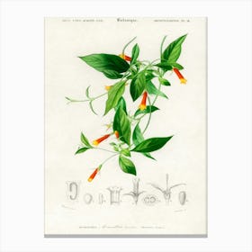 Candy Corn Vine (Manettia Bicolor), Charles Dessalines D'Orbigny Canvas Print