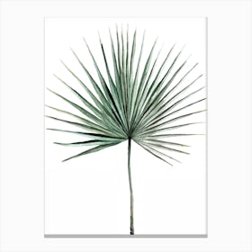 Botanical Illustration   Fan Palm Canvas Print