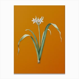Vintage Small Flowered Pancratium Botanical on Sunset Orange n.0354 Canvas Print