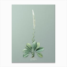 Vintage Blazing Star Botanical Art on Mint Green Canvas Print