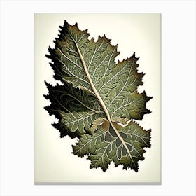 Oak Leaf Vintage Botanical 1 Canvas Print