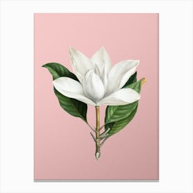 Vintage White Southern Magnolia Botanical on Soft Pink n.0691 Canvas Print