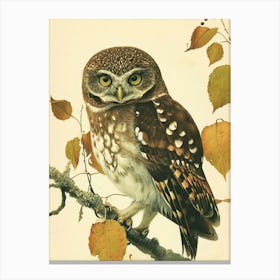 Northern Pygmy Owl Vintage Illustration 3 Canvas Print