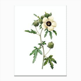 Vintage Venice Mallow Botanical Illustration on Pure White n.0196 Canvas Print