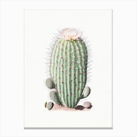 Mammillaria Cactus Marker Art 2 Canvas Print