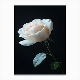 White Rose On Black Background 5 Canvas Print