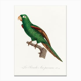 The Eclectus Parrot From Natural History Of Parrots, Francois Levaillant 2 Canvas Print