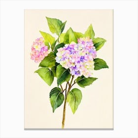 Hydrangea Vintage Flowers Flower Canvas Print