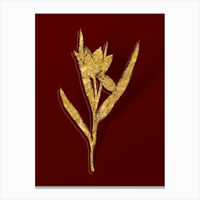 Vintage Tulipa Oculus Colis Botanical in Gold on Red n.0009 Canvas Print