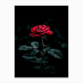 Dark Rose 39 Canvas Print