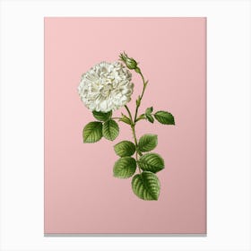 Vintage White Rose of York Botanical on Soft Pink n.0596 Canvas Print