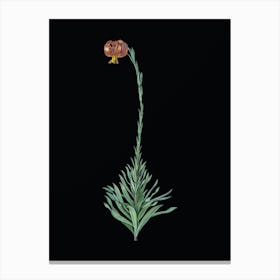 Vintage Scarlet Martagon Lily Botanical Illustration on Solid Black n.0029 Canvas Print