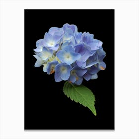 Hydrangea Canvas Print