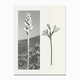 Freesia Flower Photo Collage 2 Canvas Print