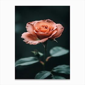 Orange Rose 9 Canvas Print