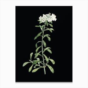 Vintage Small White Flowers Botanical Illustration on Solid Black n.0955 Canvas Print