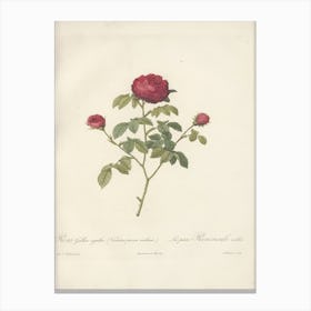 Rose Illustration, Pierre Joseph Redoute (19) Canvas Print