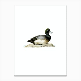 Vintage Greater Scaup Female Bird Illustration on Pure White n.0127 Canvas Print