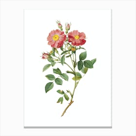 Vintage Elizabeths Sweetbriar Rose Botanical Illustration on Pure White n.0096 Canvas Print