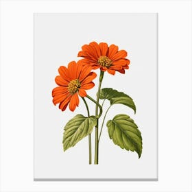 Chrysanthemum Canvas Print