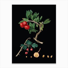Vintage Red Thorn Apple Botanical Illustration on Solid Black n.0688 Canvas Print