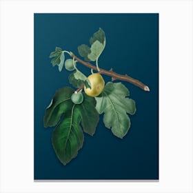 Vintage Fig Botanical Art on Teal Blue n.0696 Canvas Print
