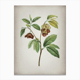 Vintage Papaw Tree Branch Botanical on Parchment n.0552 Canvas Print