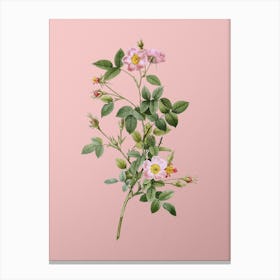 Vintage Pink Pompon Rose Botanical on Soft Pink n.0679 Canvas Print