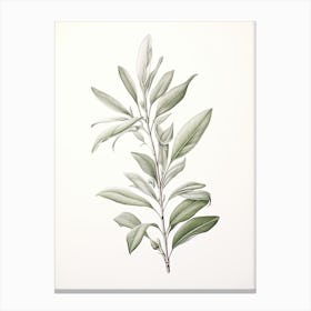 Bay Leaves Vintage Botanical Herbs 1 Canvas Print