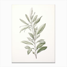 Bay Leaves Vintage Botanical Herbs 1 Toile