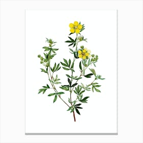 Vintage Yellow Buttercup Flowers Botanical Illustration on Pure White n.0103 Canvas Print