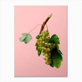 Vintage Grape Vine Botanical on Soft Pink 1 Canvas Print