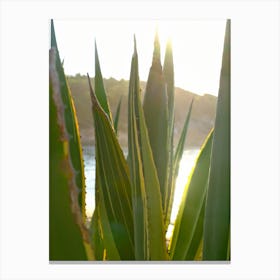 Agave at the Beach // Ibiza Nature & Travel Photography Canvas Print