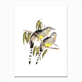 Vintage Great Wattled Honeyeater Bird Illustration on Pure White n.0287 Canvas Print