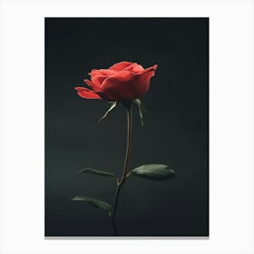 Single Rose 2 Canvas Print