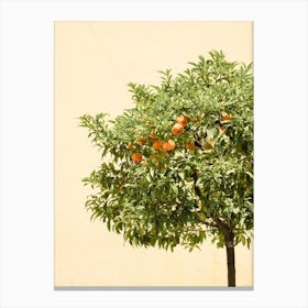 Orange Tree  Canvas Print